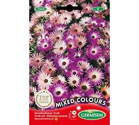 Germisem Graines Ficoïde varié MIXED COLOURS
