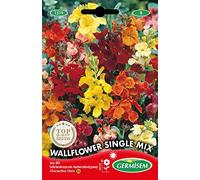 Germisem Graines Giroflée Ravenelle simple variée WALLFLOWER SINGLE MIX