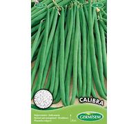 Germisem Graines Haricot nain mangetout fin CALIBRA