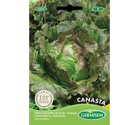 Germisem graines Laitue batavia CANASTA