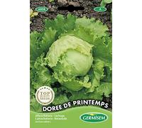 Germisem graines Laitue batavia DOREE DE PRINTEMPS