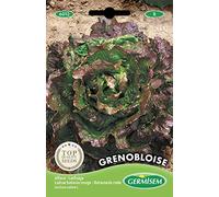 Germisem graines Laitue batavia rouge GRENOBLOISE