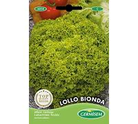 Germisem graines Laitue frisée LOLLO BIONDA