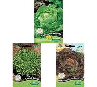 Germisem graines Laitue pommée Merveille d'hiver+Salad Bowl Graines de Laitue+Laitue pommée MERVEILLE DES 4 SAISONS