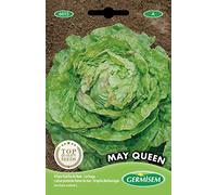 Germisem graines Laitue pommée Reine de mai MAY QUEEN