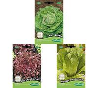 Germisem graines Laitue pommée Reine de mai MAY QUEEN+Red Salad Bowl Graines de Laitue+Laitue Romaine BLONDE MARAICHERE