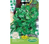 Germisem graines Mâche Verte Cambrai EC6030 Multicolore