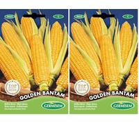 Germisem graines Maïs sucré GOLDEN BANTAM (Lot de 2)