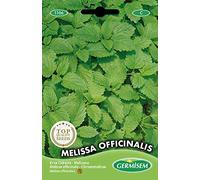 Germisem graines Mélisse officinale MELISSA OFFICINALIS