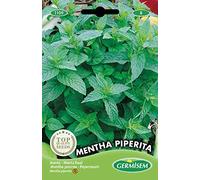 Germisem graines Menthe poivrée MENTHA PIPERITA
