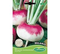 Germisem graines Navet potager de Milan