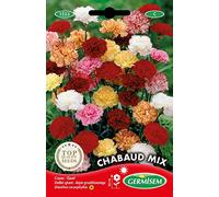 Germisem Graines Oeillet géant CHABAUD MIX
