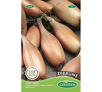 Germisem graines Oignon Echalion ZEBRUNE