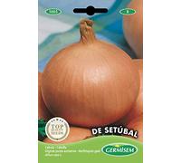 Germisem graines Oignon jaune automne DE SETÚBAL