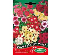 Germisem Graines Phlox de Drummond DWARF BEAUTY MIXED
