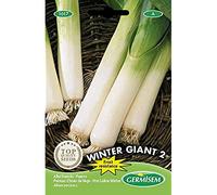 Germisem graines Poireau d'hiver de liège WINTER GIANT 2