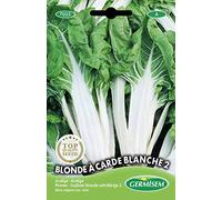 Germisem graines Poirée BLONDE A CARDE BLANCHE 2