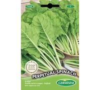 Germisem graines Poirée verte à couper PERPETUAL SPINACH