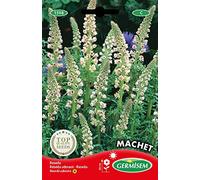 Germisem Graines Réséda odorant MACHET