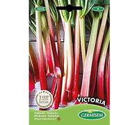 Germisem graines Rhubarbe VICTORIA