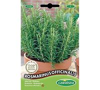 Germisem graines Romarin ROSMARINUS OFFICINALIS