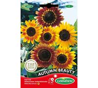 Germisem Graines Soleil Beauté d'automne AUTUMN BEAUTY