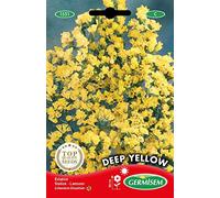 Germisem Graines Statice DEEP YELLOW