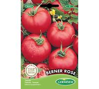Germisem graines Tomate BERNER ROSE