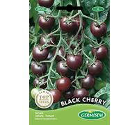 Germisem graines Tomate BLACK CHERRY