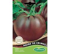 Germisem graines Tomate NOIRE DE CRIMEE