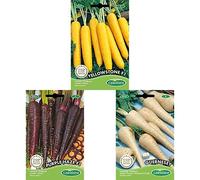 Germisem Guernesey Graines de Panais+Carotte PURPLE HAZE F1+Carotte YELLOWSTONE F1