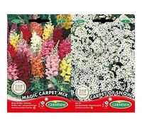 Germisem Magic Carpet Mix Graines de Snapdragon 0.8 g+Graines Alysse Tapis de Neige blanc