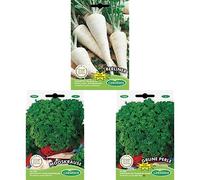 Germisem Mooskrause Graines de Persil+Persil frisé résistant au froid GRUNE PERLE+Berliner Graines de Racine de Persil