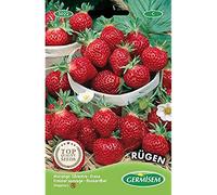 Germisem Rügen Graines de Fraises 0.3 g EC5022 Multicolore