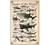 Geroclonup Plaque en métal « Sharks of the World » - Décoration murale - 30 x 40 cm
