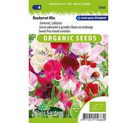 Gesse odorante à grandes fleurs en mélange - Graines Biologiques