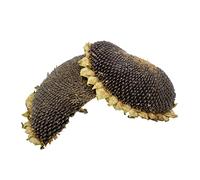 Getzoo Tête de tournesol séchée - moitiés et morceaux (2 pièces) | Plaisir naturel de grignoter pour les rongeurs | Qualité allemande | Riche en vitamines et acides gras | Soins dentaires