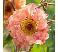 Geum Mai Tai Avens Vivace Herbacée Colorée Polyvalente Arbuste en Pot d'Extérieur