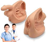 GFLCWYP 2Pcs Modèle de cathétérisme mâle femelle, modèle de cathéter modèle d'anatomie PVC génitale externe interne Pratique infirmière pour l'enseignement clinique médical et la formation pratique