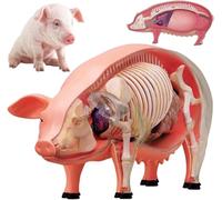 GFLCWYP Modèle anatomique de cochon 4D, Modèle de squelette, Modèle anatomique, Parties du corps avec 19 organes détachables, Modèle animal - Modèle pédagogique pour démonstration médicale