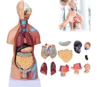 GFLCWYP Modèle d'anatomie du corps du torse humain 48Cm avec 23 pièces amovibles-coeur Viscéral cérébral squelette éducation école infirmière affichage