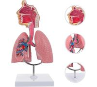 GFLCWYP Modèle d'anatomie pulmonaire de la cavité nasale de la gorge,tête humaine de taille réelle 1/2 Larynx Organes du système respiratoire Modèle pour Enseigner l'éducation Afficher la recherche