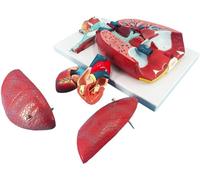 GFLCWYP Modèle de système respiratoire humain et modèle pulmonaire avec 51 pièces de panneaux d'indication, 7 pièces amovibles Modèle de poumons grandeur nature Anatomie, comprend un cœur et un