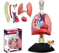 GFLCWYP Modèle pulmonaire du système respiratoire 4D de 21 pièces amovibles pour l'enseignement des sciences et de la technologie, modèle du cœur humain et des poumons