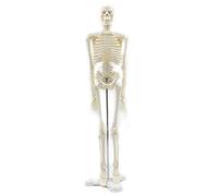 Ghulumn 45CM Anatomie Humaine Anatomie Modèle Squelette Affiche MéDicale Learn Aid Anatomie Modèle Squelette Humain