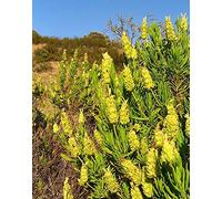 Giallo Lavanda | Lavandula Viridis | Hard to Find | 20 Semi