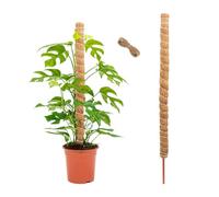 GIDWRIY Tuteur Monstera 120 CM,Monstera Tuteur Plante Grimpante,Tuteur Fibre Coco,Moss Pole Plante,Tuteur Monstera Deliciosa avec Corde Chanvre 2 M,Plant Support Stick,Tuteurs pour Plantes de Jardin