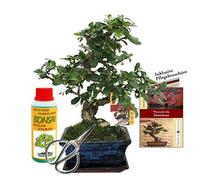 Gift set bonsai "Carmona" - Fukientee - about 6 years old - beginner set