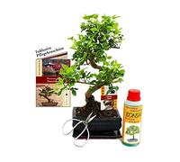 Gift Set Bonsai - Ligustrum - Chinese privet - 6 Years - Beginner Set