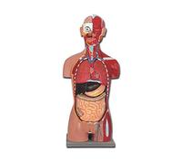 GiMa 40009 torse musculaire dos ouvert, fourni avec guide sur CD ROM